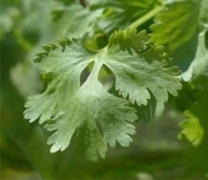 coriandolo chelare metalli tossici