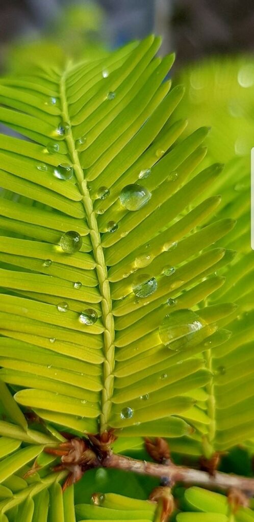 colore verde