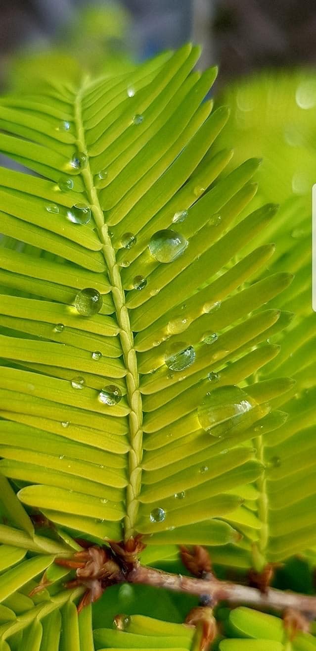 colore verde